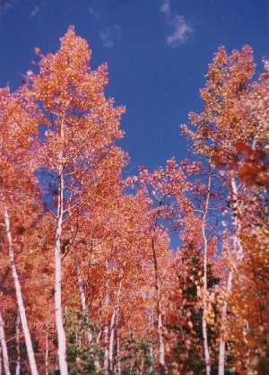 Red aspen grove